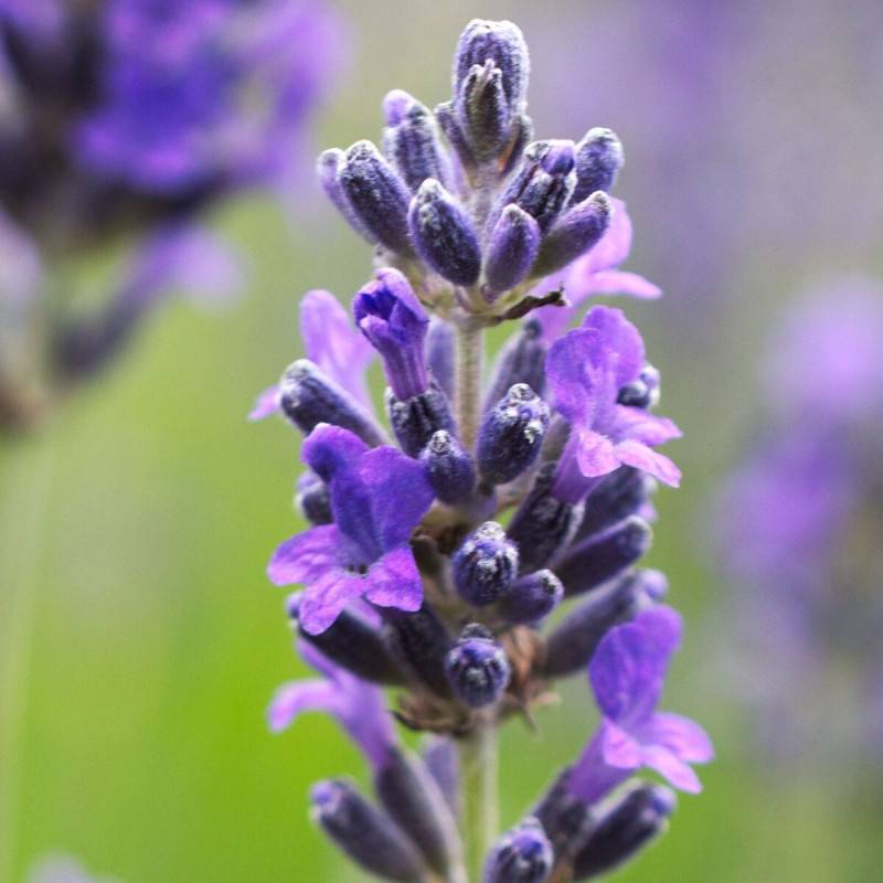 Lavande Dwarf Blue à fleurs Bleue/ - feuillage Persistant - Pot de 7,5L - 60/80 cm - Imagen 1