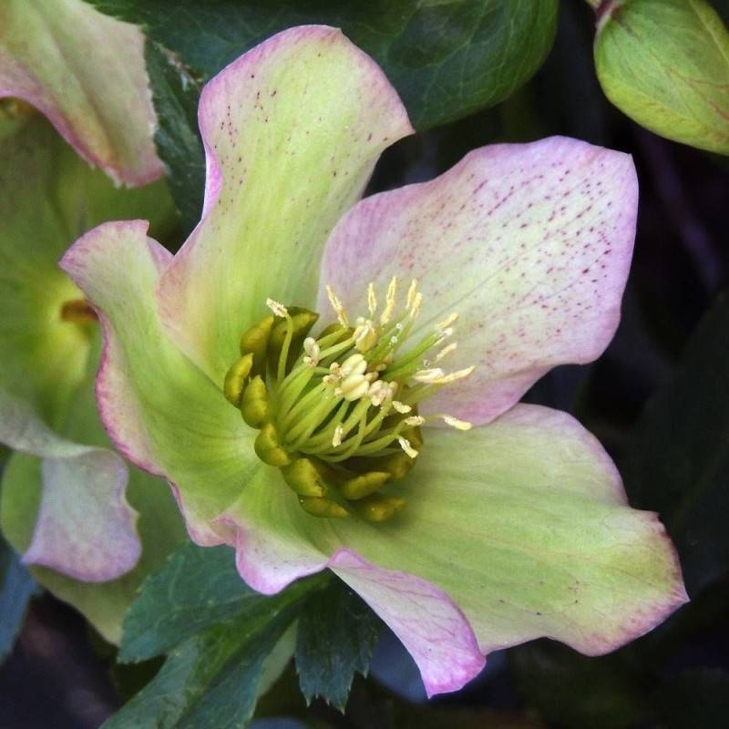 Hellébore orientale Picotee Lady à fleurs Rose/Blanche - feuillage Persistant - Godet - 5/20 cm - Imagen 5