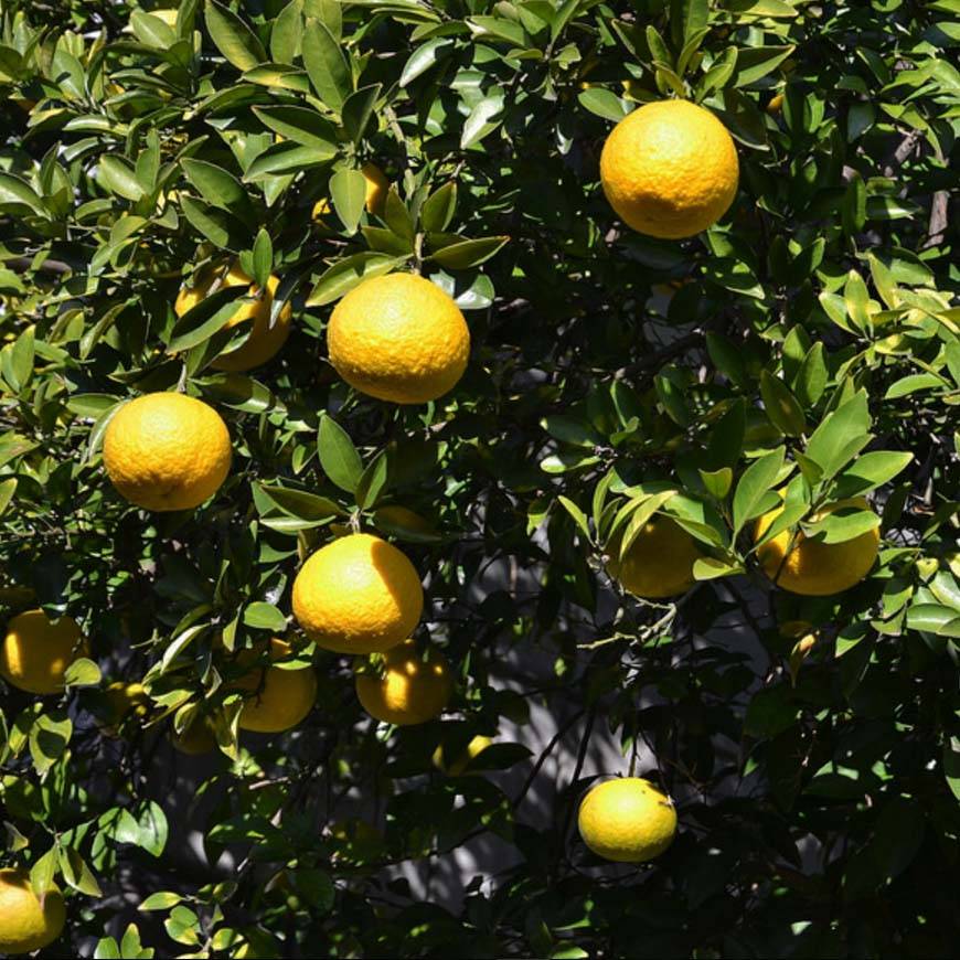 Citrus ichangensis - Ichang Papeda  Pot de 3L/4L, Touffe