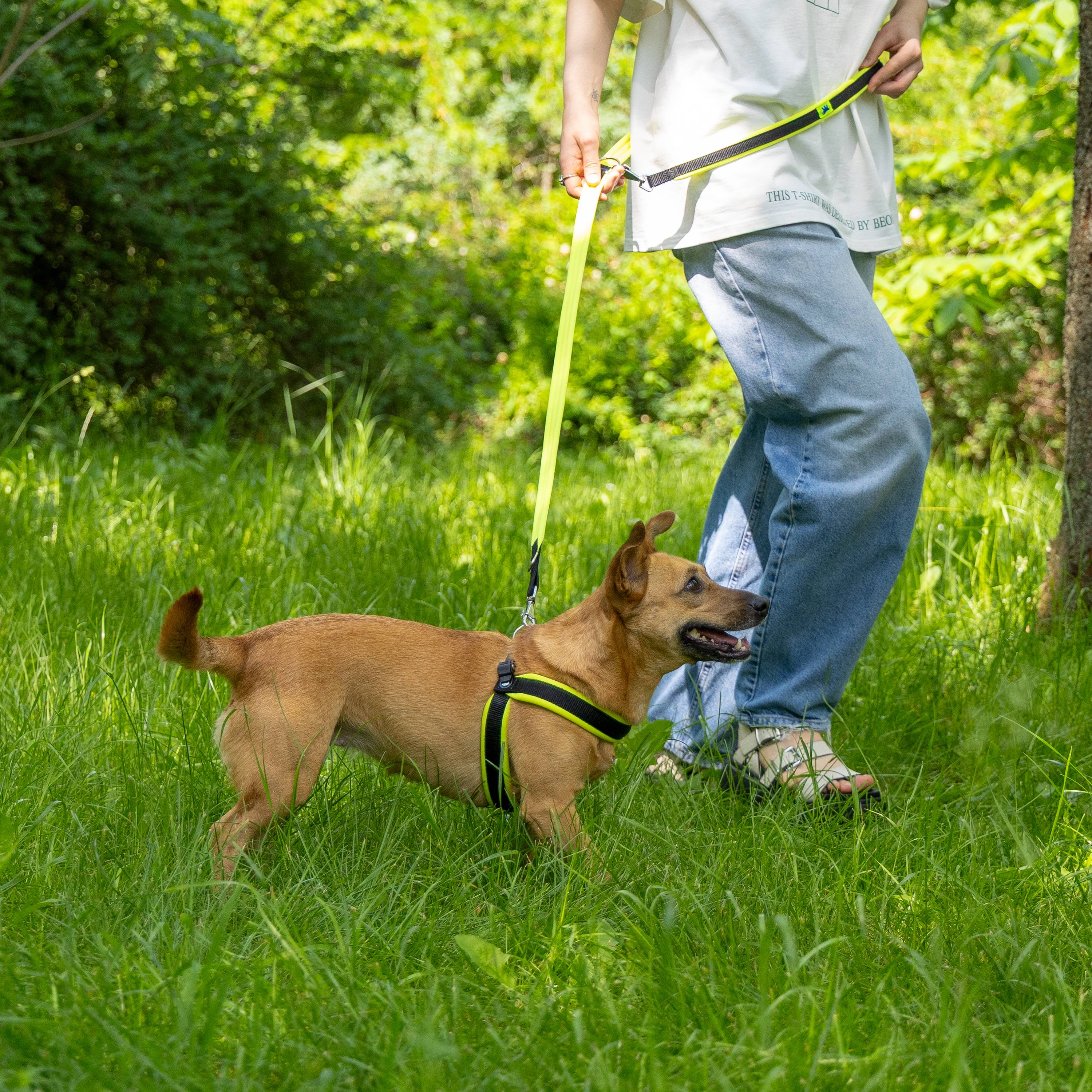 Ferplast - Laisse pour chien Ferplast ERGOFLUO, Laisse de dressage pour petit chien, Poignée Rembourrée, Mousqueton en métal. Longueur réglable. Taille 200 cm, - Imagen 4