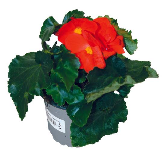 Bégonia tubéreux pot 10,5 cm - Image 1