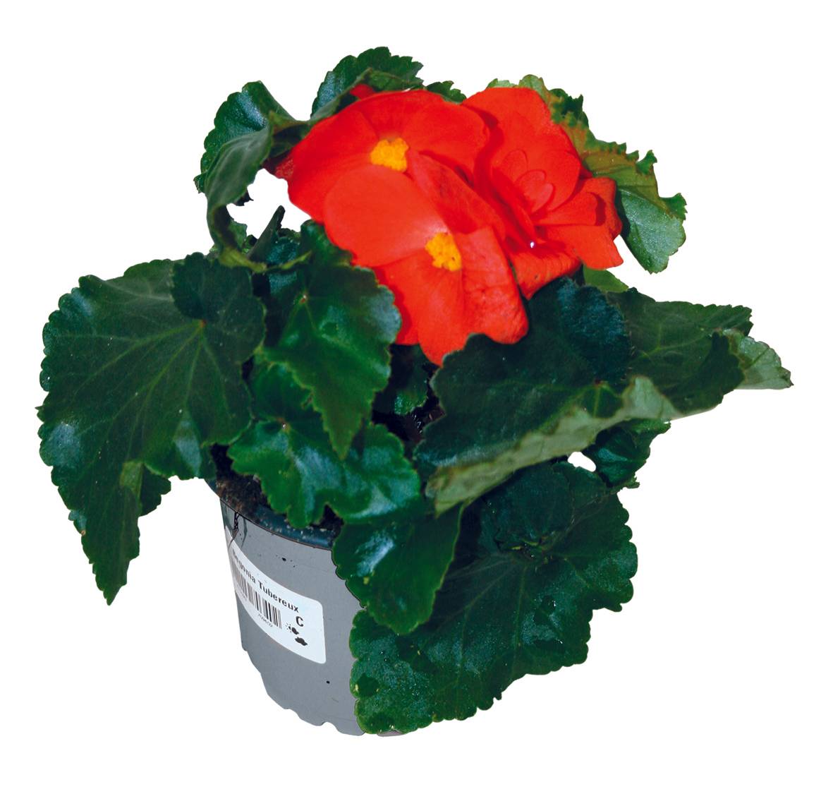 Bégonia tubéreux  pot 10,5 cm - Image 1