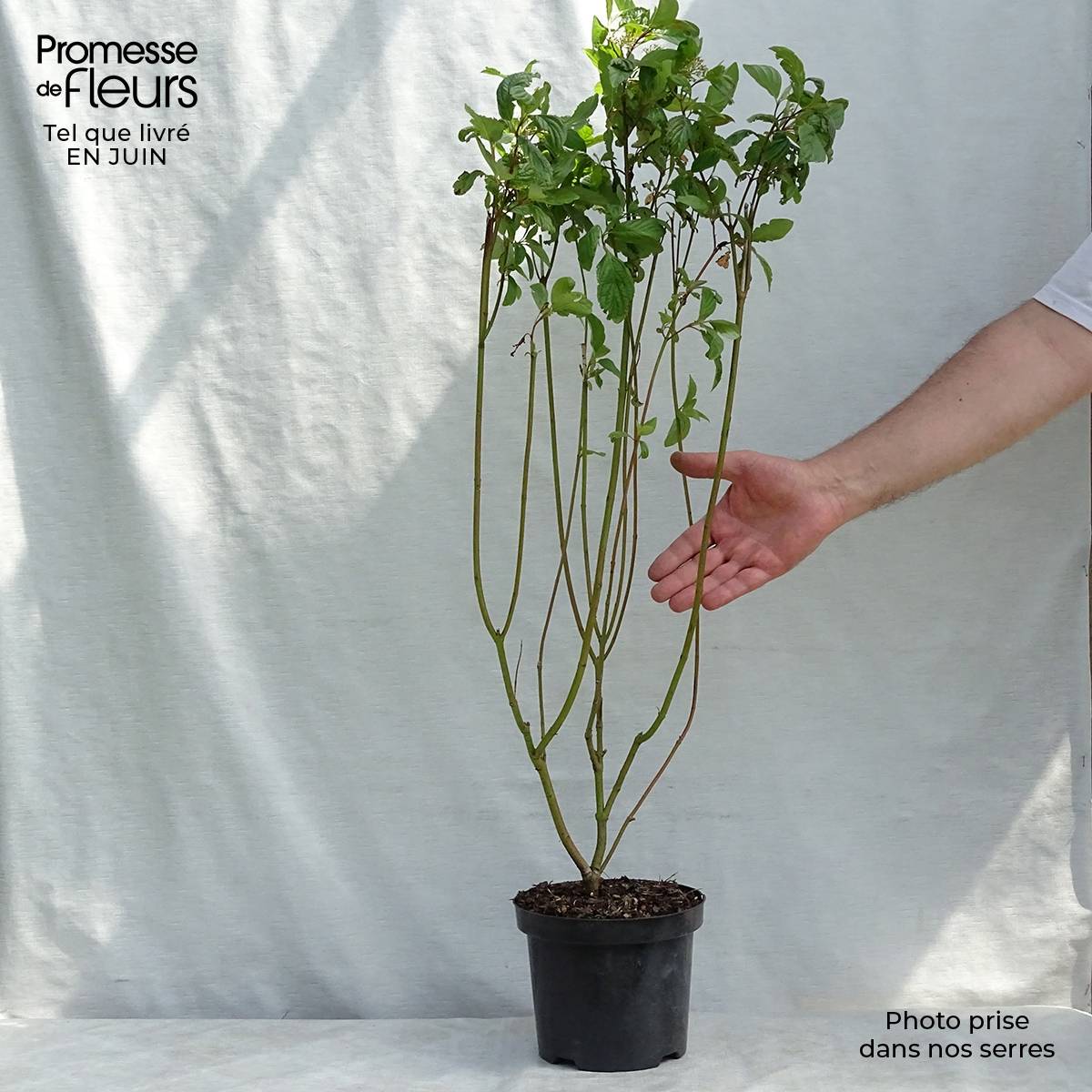 Cornus alba - Cornouiller blanc Pot de 2L/3L - Image 2