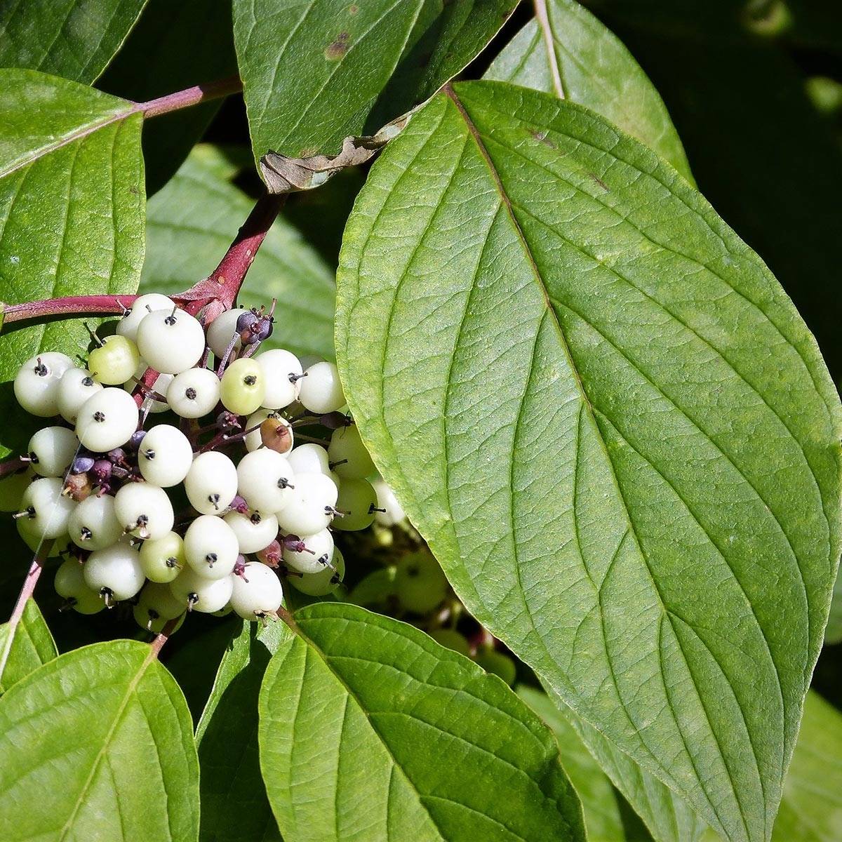 Cornus alba - Cornouiller blanc Pot de 2L/3L - Image 1
