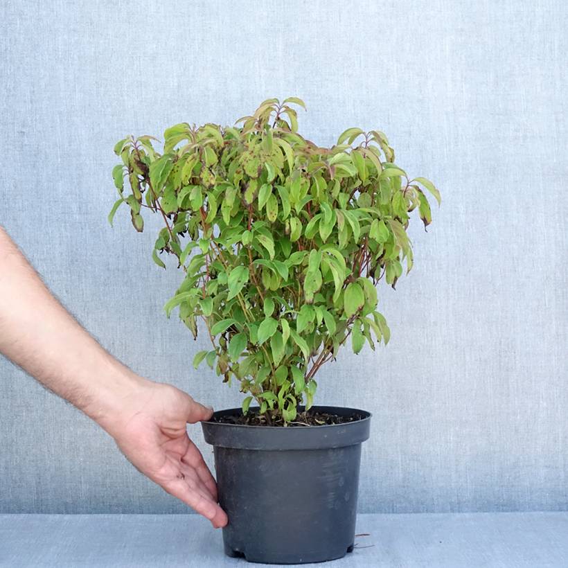 Cornus sericea Kelseyi - Cornouiller stolonifère Pot de 3L/4L - Image 2