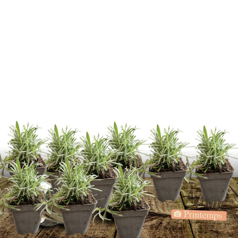 Lavande Dutch Lavander, Lavandin - Sans traitement à fleurs Bleue - feuillage Persistant - Lot de 9 godets-  hauteur à maturité De 0,50 m à 1,00 m - Image 5