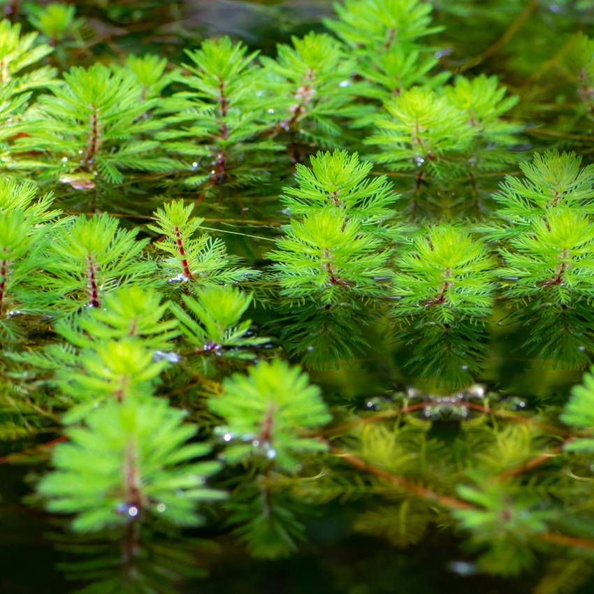 0 - Myriophylle Plante Oxygénante Bassin - Eau Claire - Rustique - 9 Pièces - Image 2