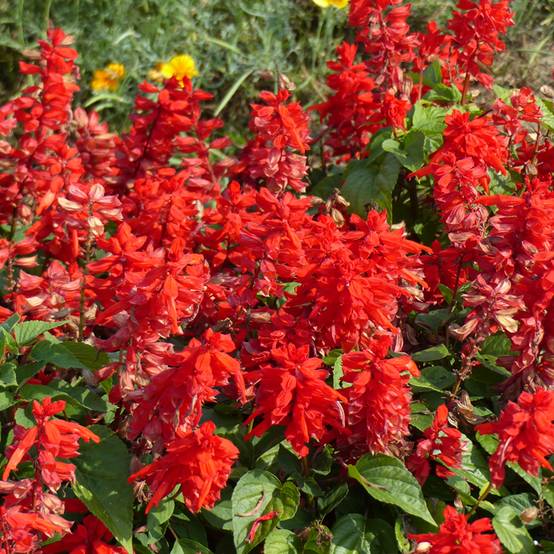 Promesse de Fleurs - Graines de Salvia splendens Blaze Of Fire - Sauge éclatante le sachet de 100 graines environ (0,4g)
