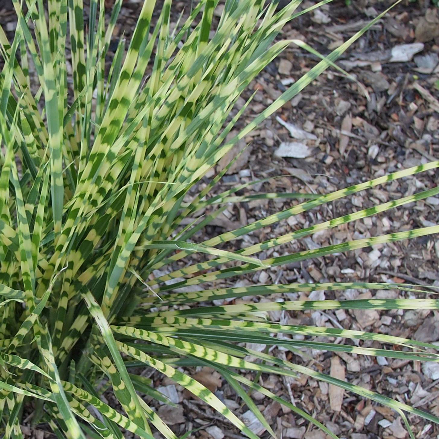 Miscanthus sinensis Gold Bar - Roseau de Chine Godet de 8/9 cm