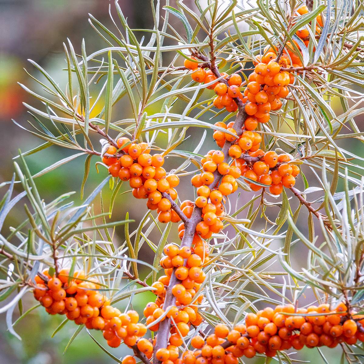 Promesse de Fleurs - Graines d'Argousier - Hippophae rhamnoides le sachet de 100 graines environ (1g)