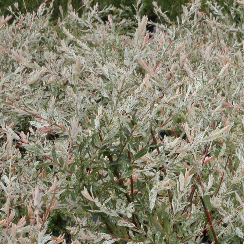 Saule crevette Hakuro Nishiki, Salix - Pot de 7,5L - Tigette - Image 1