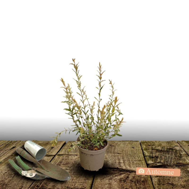 Saule crevette Hakuro Nishiki, Salix - Pot de 7,5L - Tigette - Image 9