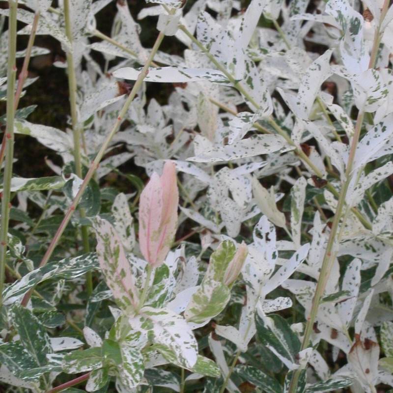 Saule crevette Hakuro Nishiki, Salix - Pot de 7,5L - Tigette - Image 8