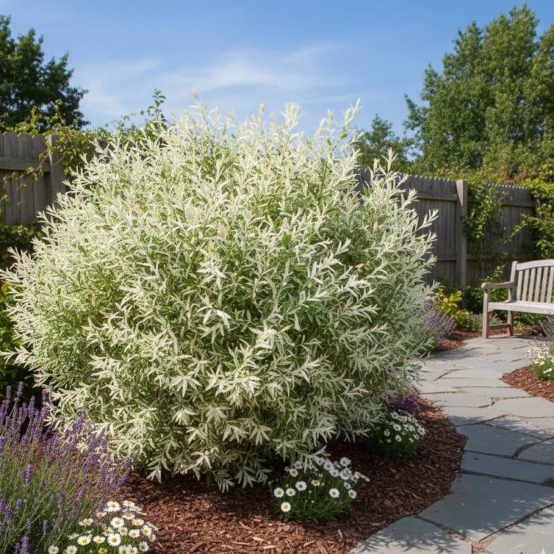 Saule crevette Hakuro Nishiki, Salix - Pot de 7,5L - Tigette - Image 4