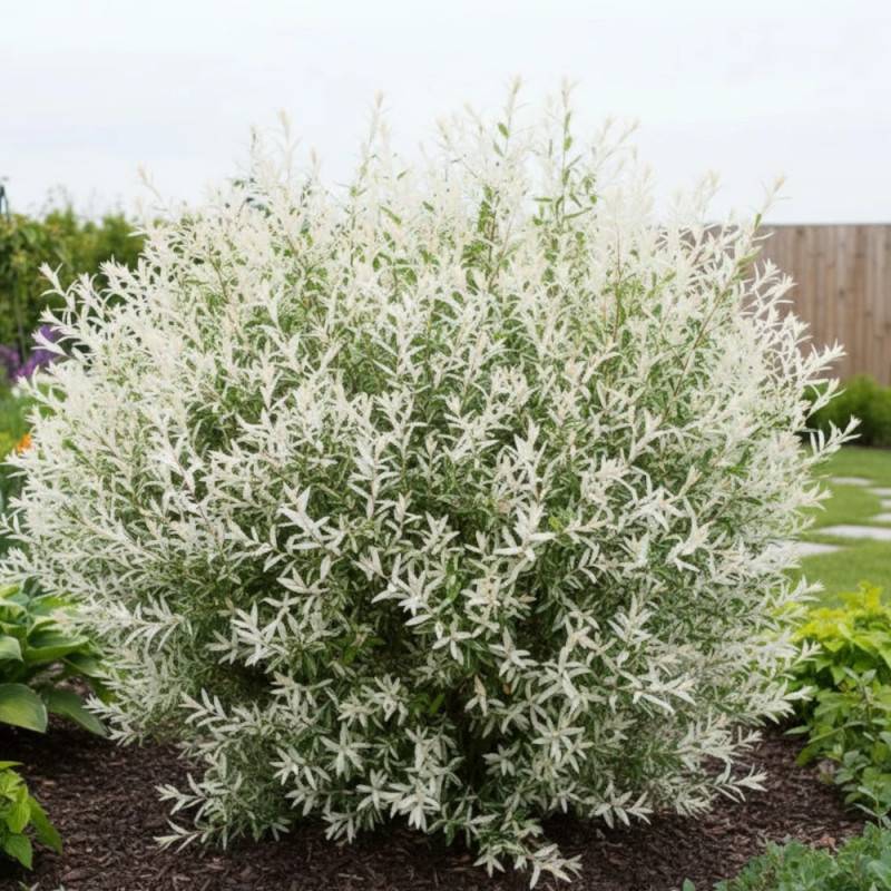 Saule crevette Hakuro Nishiki, Salix - Pot de 7,5L - Tigette - Image 5