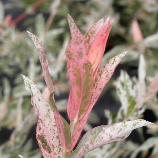 Saule crevette Hakuro Nishiki, Salix - Pot de 7,5L - Tigette - Image 7