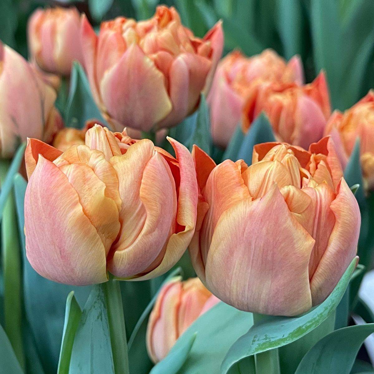 Promesse de Fleurs - Tulipe Double Hâtive Valdivia Bulbe calibre 11+ (par 10)