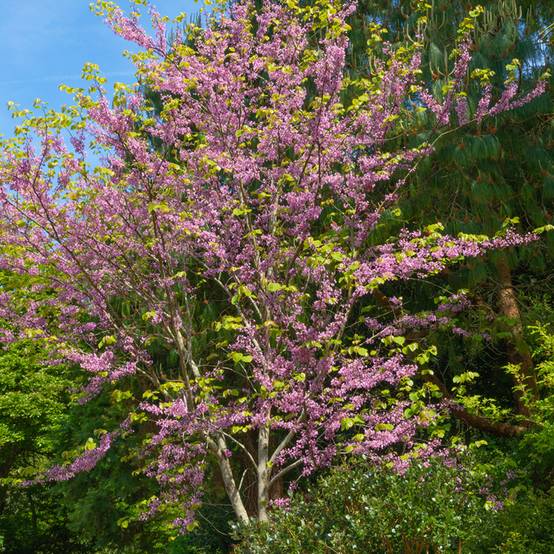 Cercis canadensis - Gainier du Canada Pot de 7,5L/10L