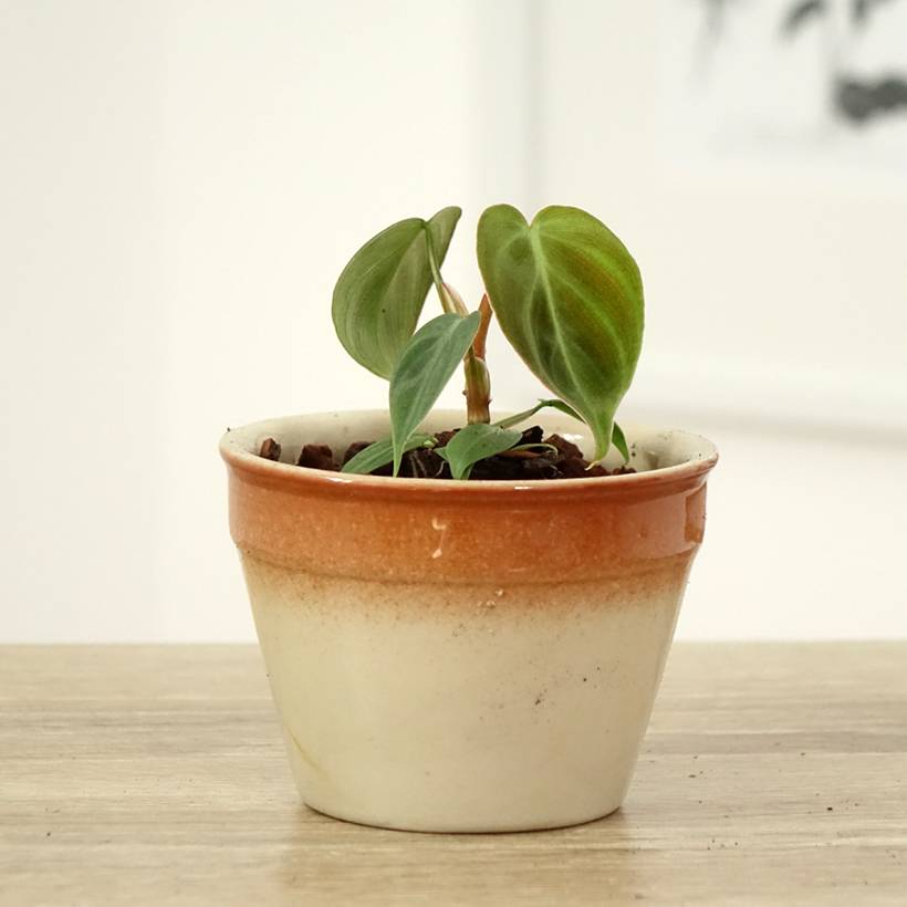 pencil cactus flower Pencil Cactus Plant (Euphorbia tirucalli) in a 2.5-inch pot – Smoke Camp  Crafts main image 0