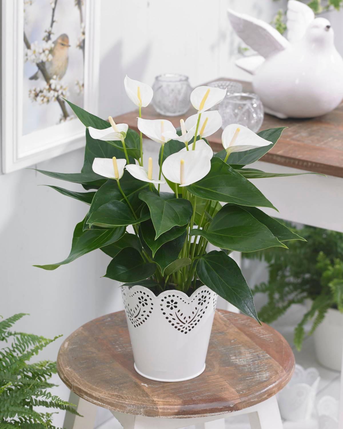 Gardenersdream - Anthurium Blanc Langue De Feu Plante D’Intérieur Décorative Colorée À Fleurs | En Pot 13 Cm - GardenersDream - Image 1