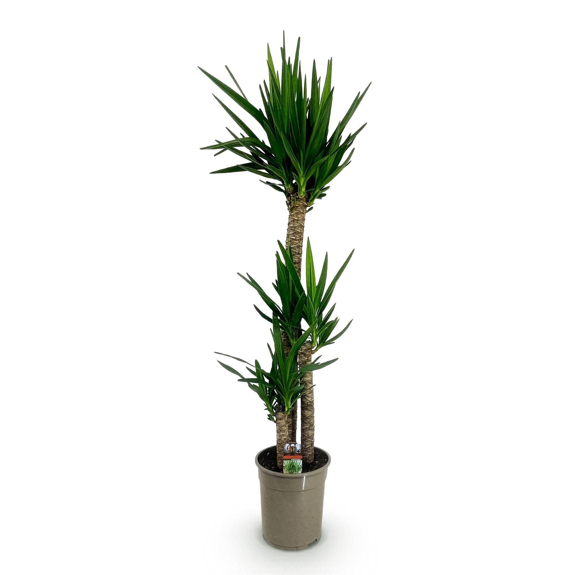 La Green Touch - Yucca Elephantipes - D27 H170cm - Image 4