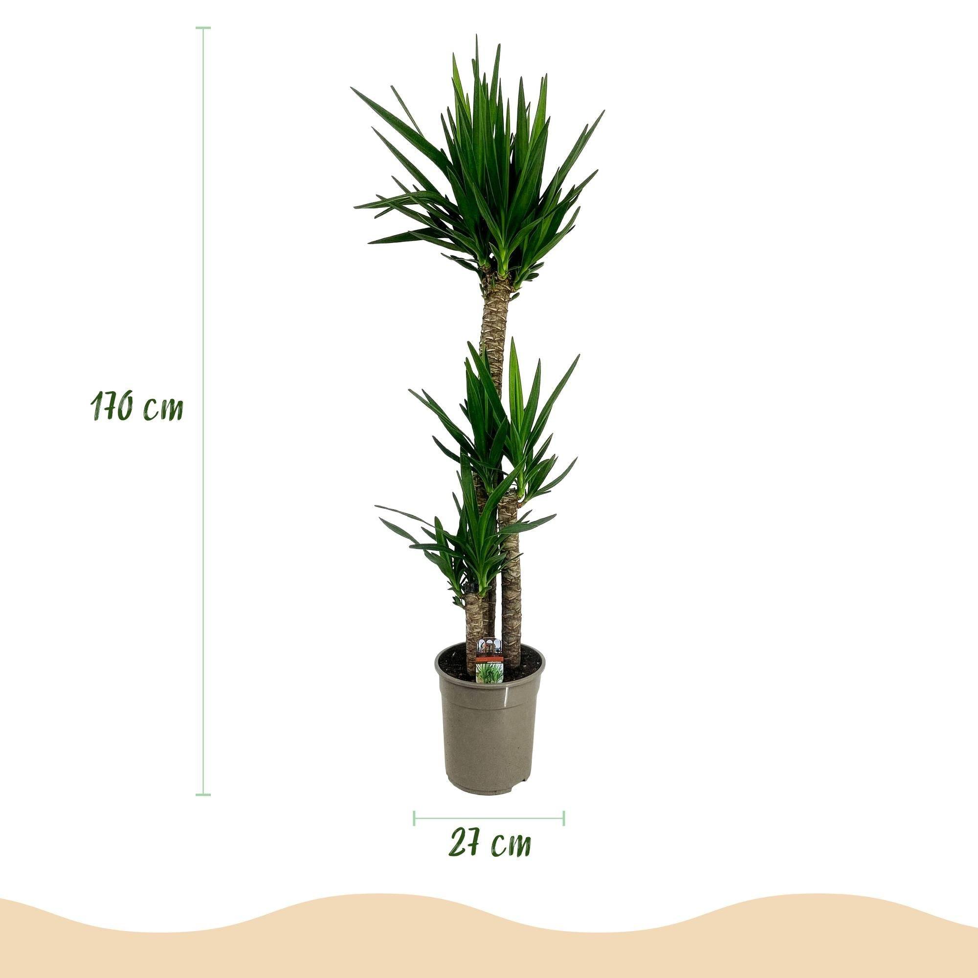 La Green Touch - Yucca Elephantipes - D27 H170cm - Image 2