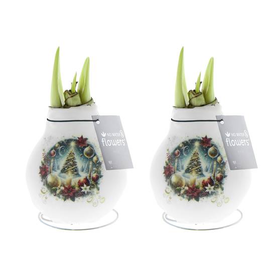 Lot de 2 - Bulbe d'Amaryllis en cire - Sapin de Noël - H. 15-25 cm à la livraison - Image 1