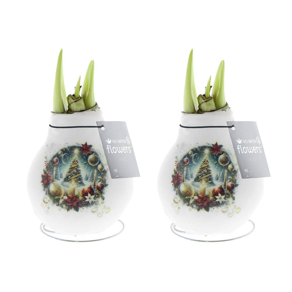 Lot de 2 - Bulbe d'Amaryllis en cire - Sapin de Noël - H. 15-25 cm à la livraison - Image 1