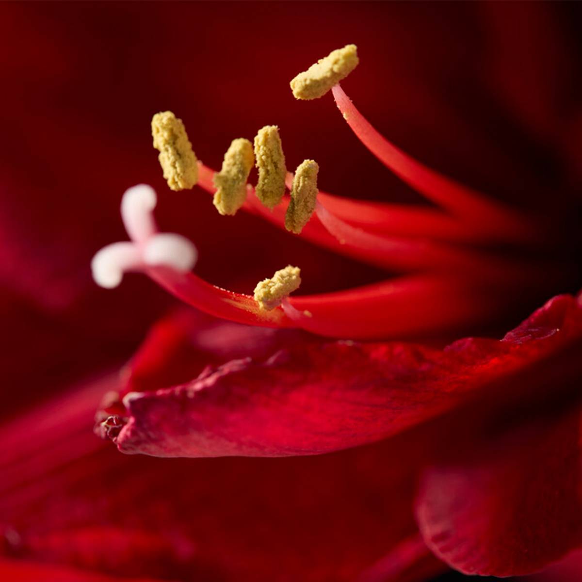 Lot de 2 - Bulbe d'Amaryllis en cire - Sapin de Noël - H. 15-25 cm à la livraison - Image 4