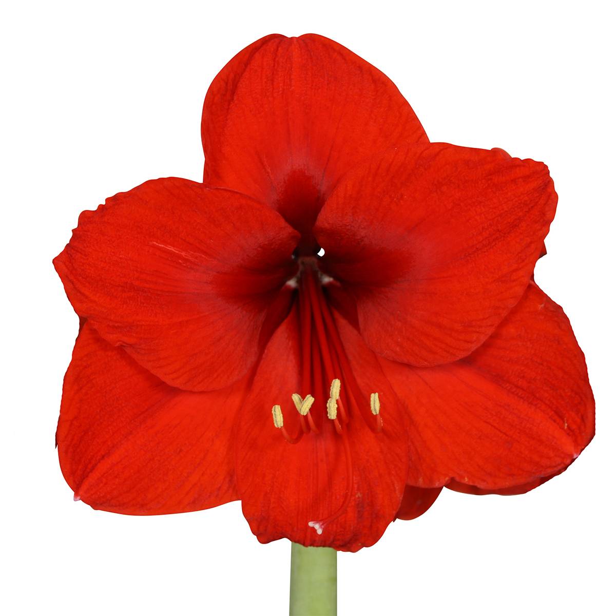 Lot de 2 - Bulbe d'Amaryllis en cire - Sapin de Noël - H. 15-25 cm à la livraison - Image 3