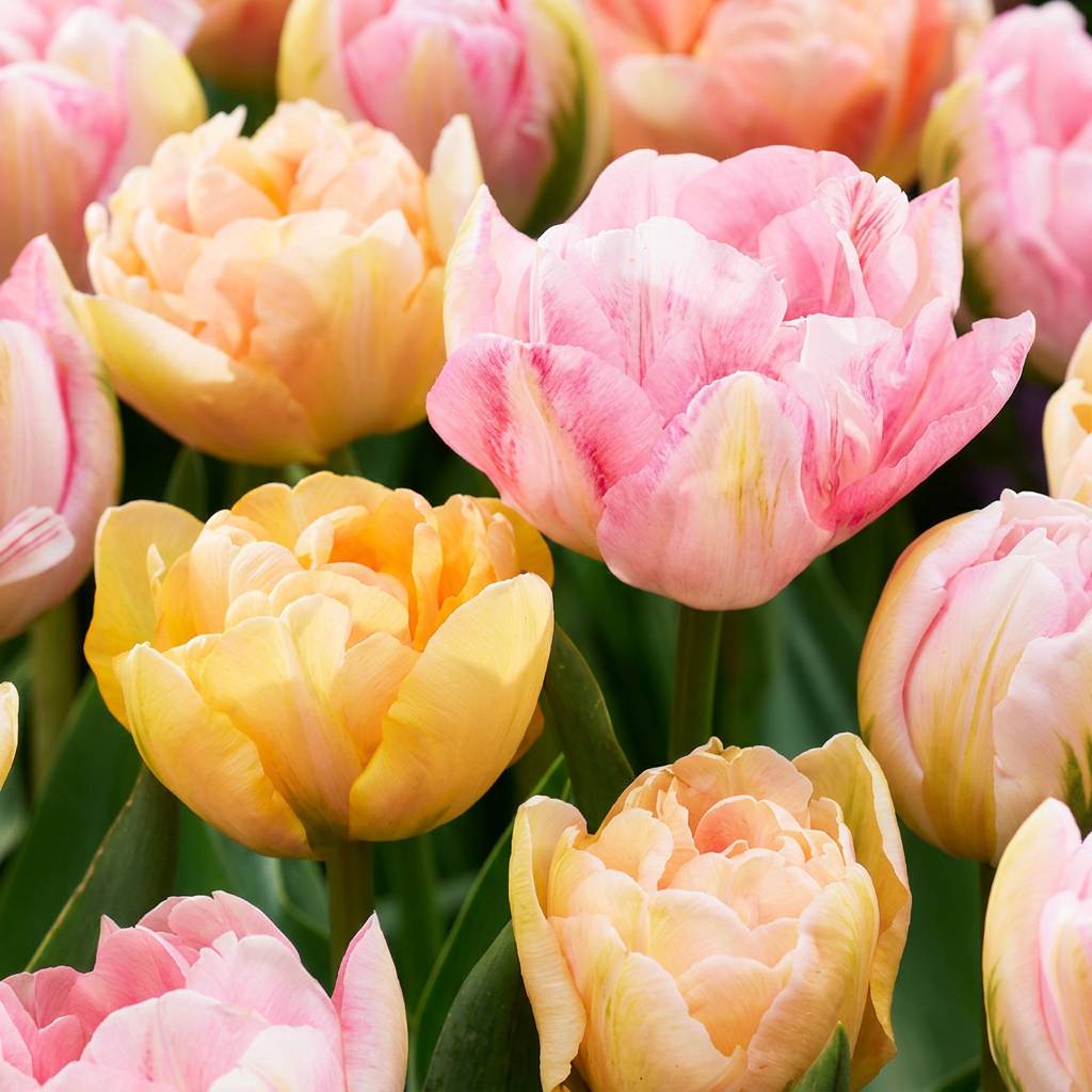 La Green Touch - Tulipe Peaches & Kisses en mélange - 12 bulbes - calibre 11/12 - Image 1