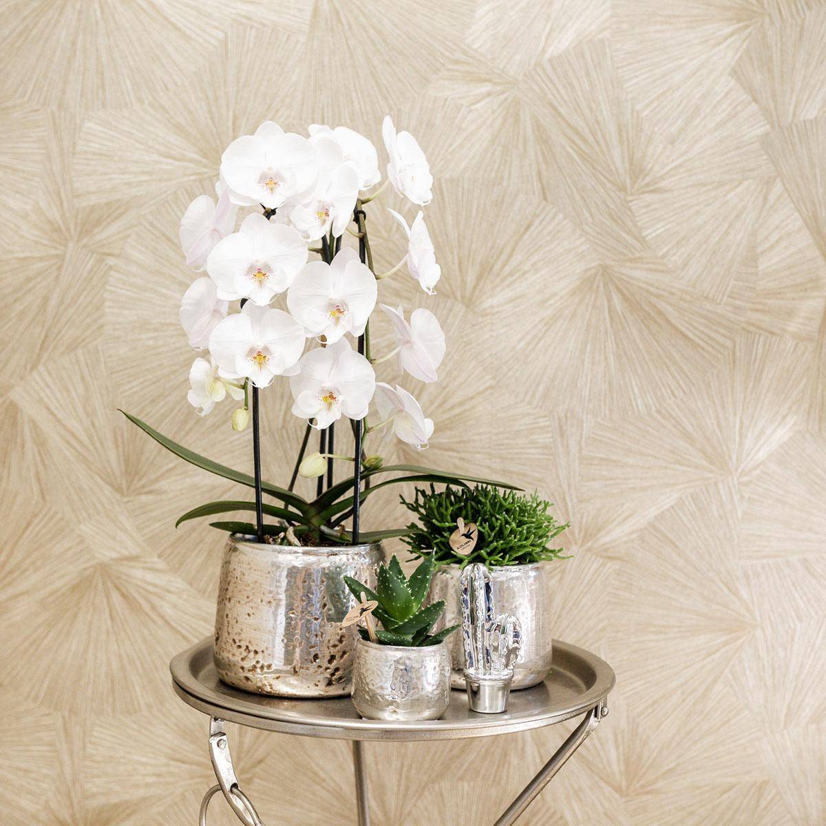 Orchidée Phalaenopsis 'Niagara Falls' blanche - Pot de 12cm - Sans cache-pot - Plantes d'intérieur - Image 2