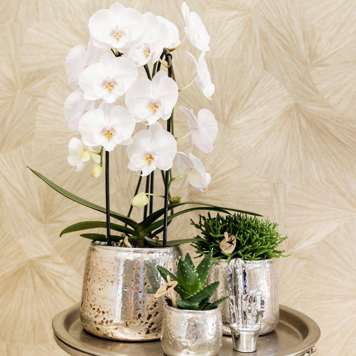 Orchidée Phalaenopsis 'Niagara Falls' blanche - Pot de 12cm - Sans cache-pot - Plantes d'intérieur - Image 3