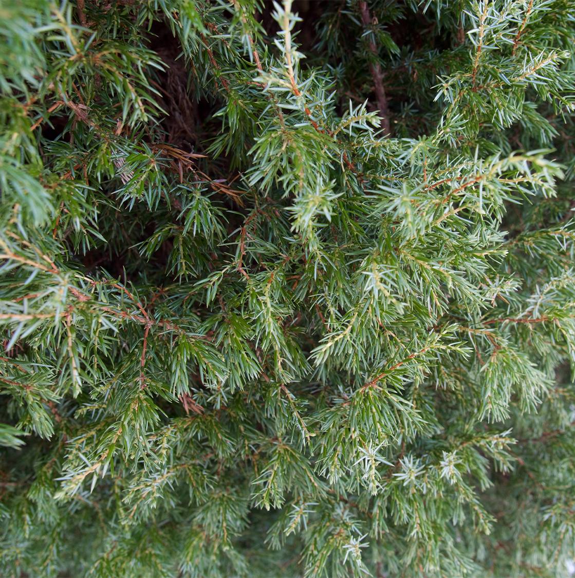 Promesse de Fleurs - Genévrier de Suède - Juniperus communis Suecica Godet de 8/9 cm