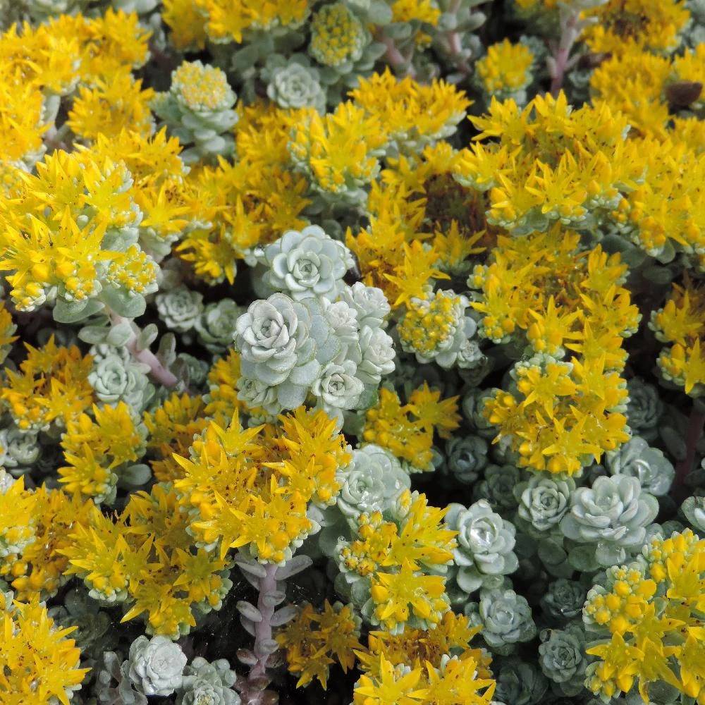 Orpin Cape Blanco, Sedum à fleurs Jaune - feuillage Persistant - Godet - 5/20 cm-  hauteur à maturité Moins de 0,15 m