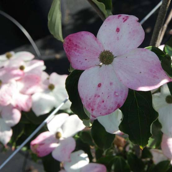 Cornus kousa Teutonia Pot de 12L/15L