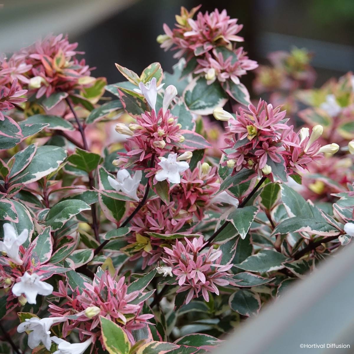 Abélia grandiflora Psykedelik Pot de 4L/5L