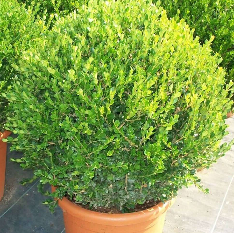 Sans Marque - Buxus microphylla 'Faulkner' (Buis commun) Couleur floraison:Blanc - Taille:Pot de 9L - 50/70cm