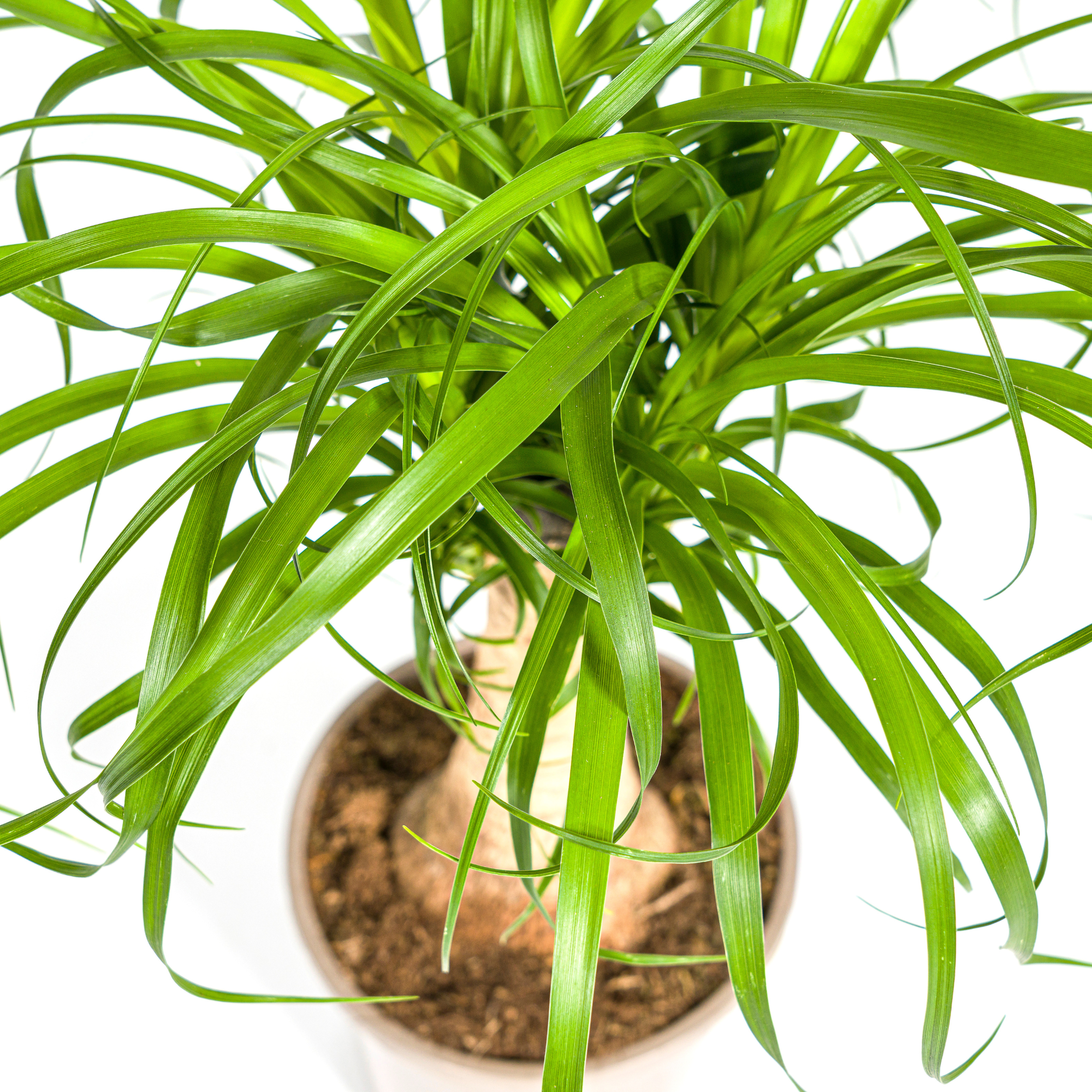 La Green Touch - Beaucarnea Recurvata Tige - D21 H60cm - Image 5