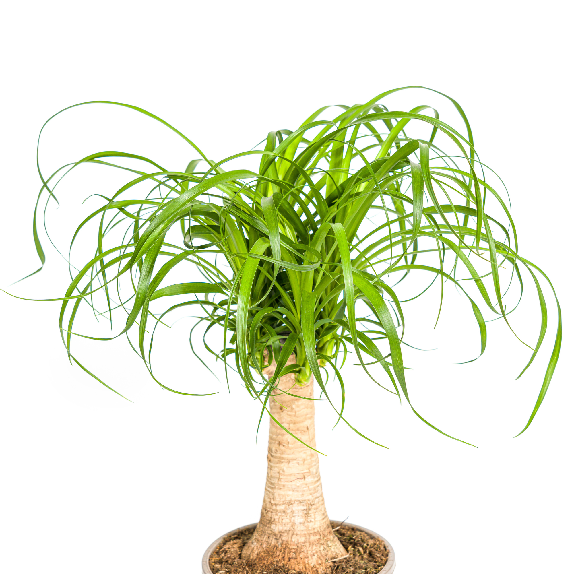 La Green Touch - Beaucarnea Recurvata Tige - D21 H60cm - Image 3