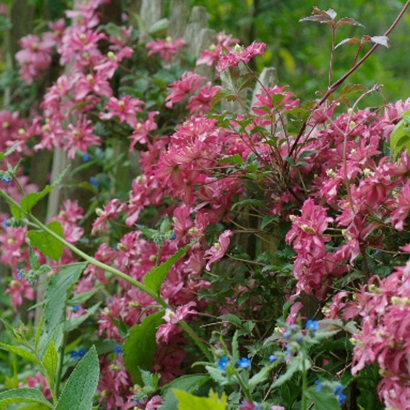 Clématite montana Broughton Star à fleurs Rose - feuillage Caduc - Godet - 5/20 cm-  hauteur à maturité De 5,00 m à 10,00 m - Imagen 6