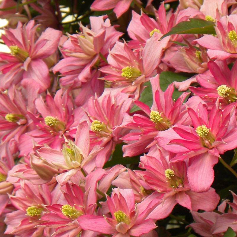 Clématite montana Broughton Star à fleurs Rose - feuillage Caduc - Godet - 5/20 cm- hauteur à maturité De 5,00 m à 10,00 m - Image 4