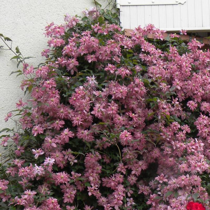 Clématite montana Broughton Star à fleurs Rose - feuillage Caduc - Godet - 5/20 cm- hauteur à maturité De 5,00 m à 10,00 m - Image 7
