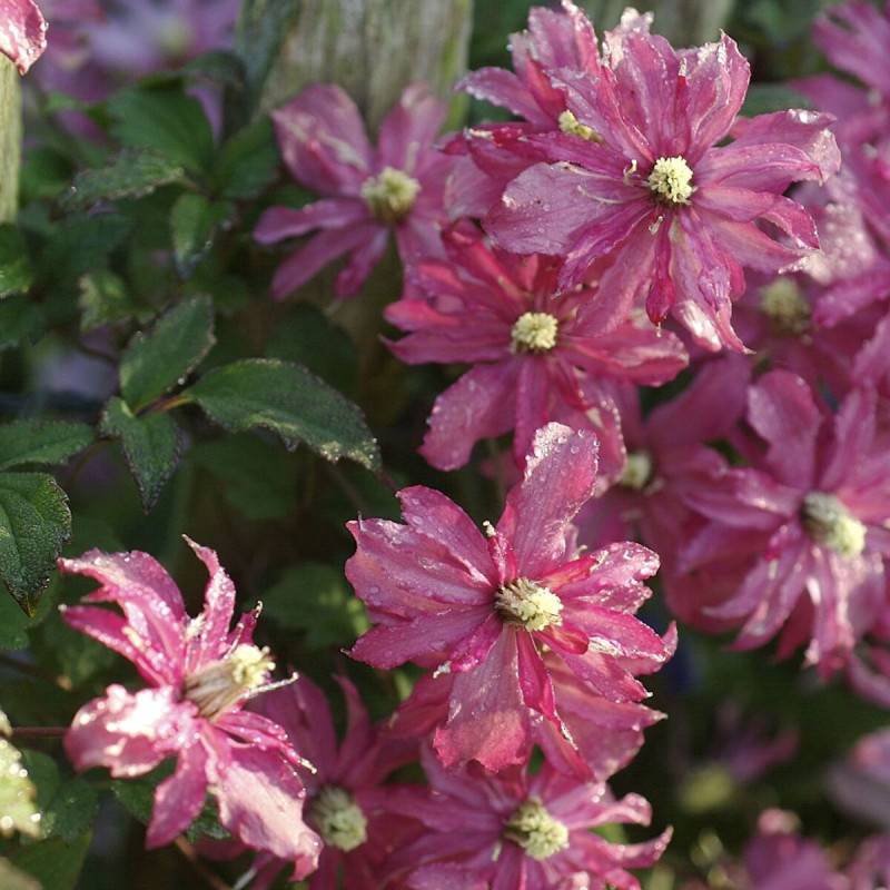 Clématite montana Broughton Star à fleurs Rose - feuillage Caduc - Godet - 5/20 cm-  hauteur à maturité De 5,00 m à 10,00 m - Imagen 3