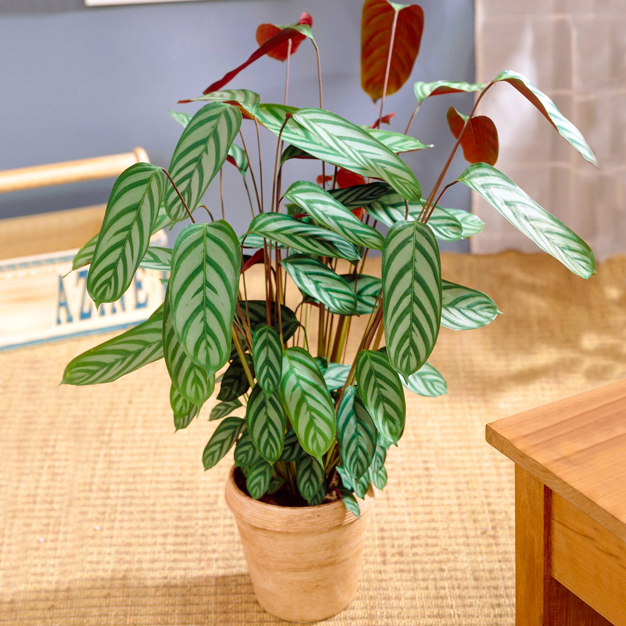 Gardenersdream - Calathea Comact Star Plante D’Intérieur À Feuilles Persistantes Cadeau (30 À 40Cm Pot Inclus) - GardenersDream - Image 1