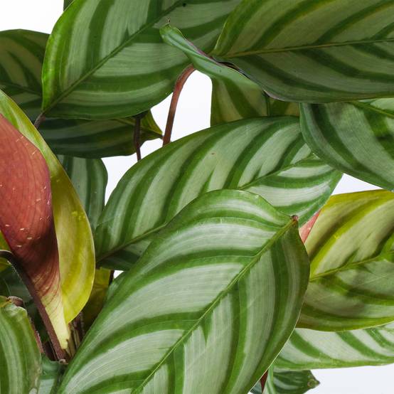 Gardenersdream - Calathea Comact Star Plante D’Intérieur À Feuilles Persistantes Cadeau (30 À 40Cm Pot Inclus) - GardenersDream - Image 3