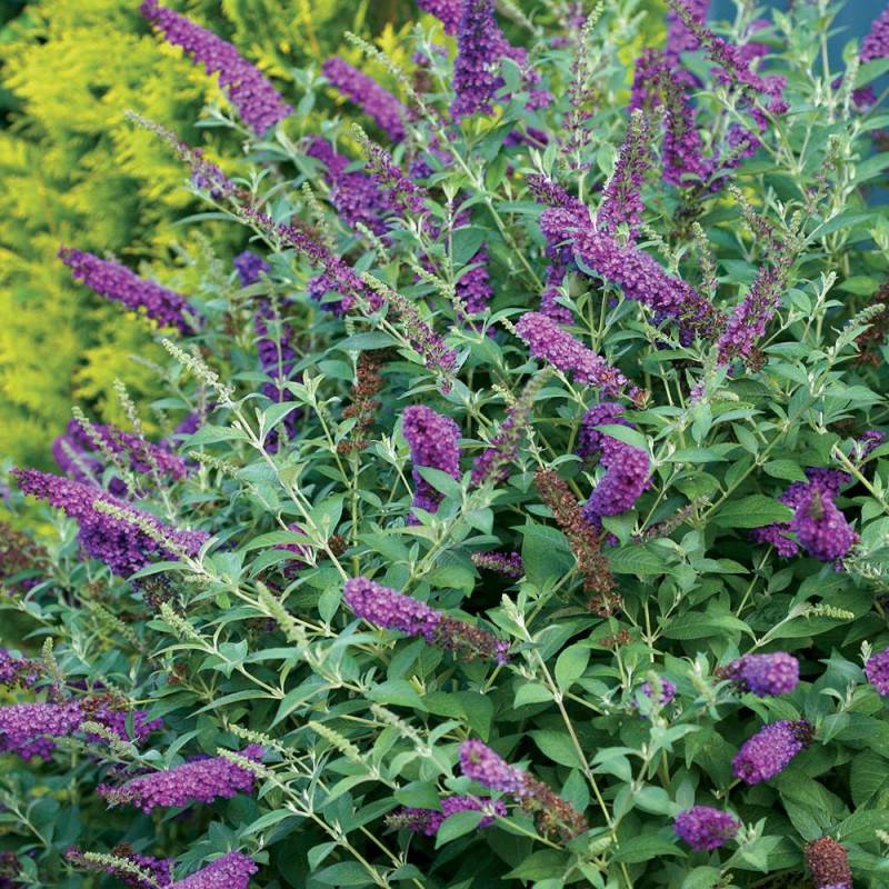 Arbre aux papillons Miss Violet, Buddleia à fleurs Violette - feuillage Caduc - Pot de 4L - 20/40 cm-  hauteur à maturité De 1,00 m à 1,50 m - Image 1