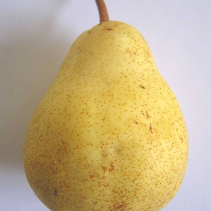 Poirier Bon Chretien William - Bon rendement - Pot de 15L - Pallipoir® - 150/175 cm - De 3,00 m à 5,00 m - Imagen 6