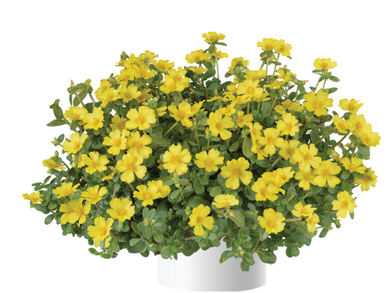Portulaca Pazzaz Nano Yellow - Pourpier annuel Mini-motte Ø 3/4 cm (par 5)