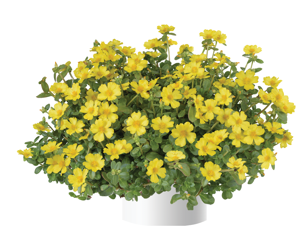 Portulaca Pazzaz Nano Yellow - Pourpier annuel Mini-motte Ø 3/4 cm (par 5)